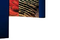 Website and Graphic Design - Leonard Rogers - Sacramento